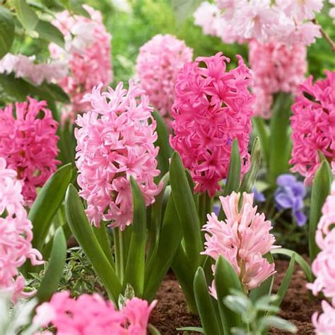 Garden State Bulb 14 15 Cm Hyacinth Bulbs Pink Collection Mixed Bag Of