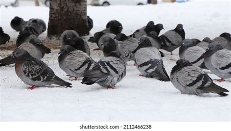 Pigeon Frozen Images Stock Photos Vectors Shutterstock