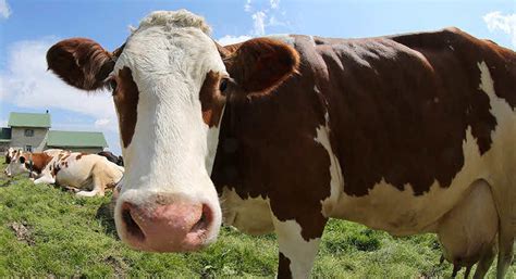 How Many Types Of Bulls Are There Sweeny Jane Medium
