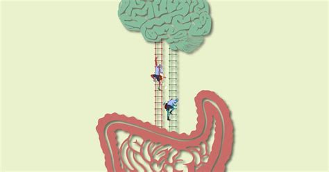 The Gut Brain Connection How Gut Health Affects Mental Health Upmeals