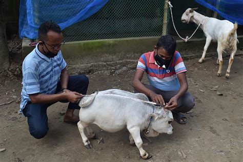 Photos: Thousands flock to see dwarf cow in Bangladesh - Times of India