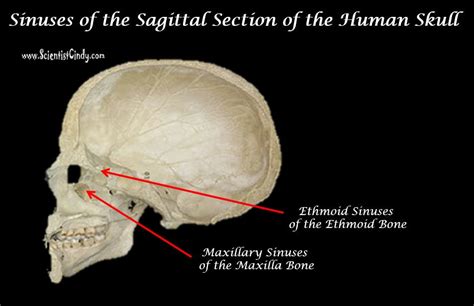 The Skull Anatomy Scientist Cindy