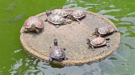 Turtles💗💖 Youtube