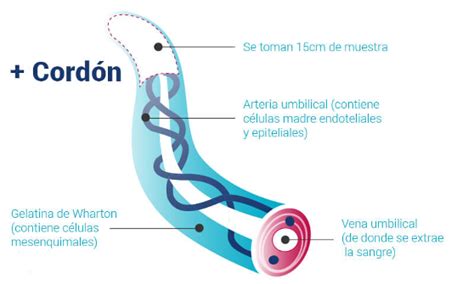 El potencial de las células madre del cordón umbilical en la medicina