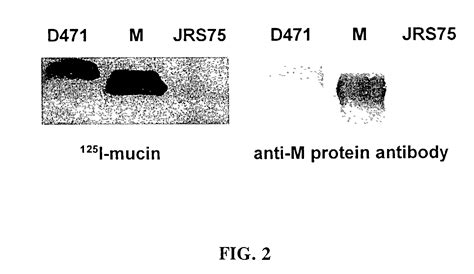 Group A Streptococci Bind To Mucin And Human Pharyngeal Cells Through A