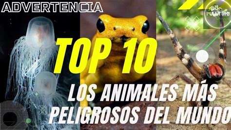 Top 10 Los Animales Más Venenosos Del Mundo ⚠️🐸 Animales Peligrosos