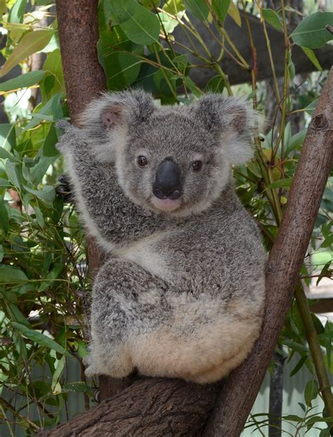 Adopt Yarrabee Australian Koala Foundation