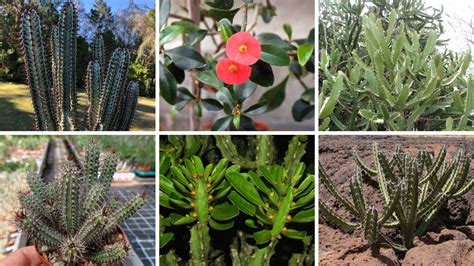 22 Espécies De Euphorbia Para Identificação Nomes Científicos Atualizados Youtube