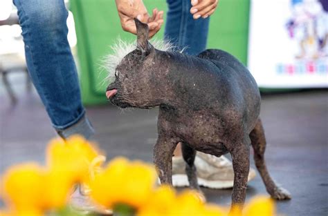 Fotos Premio Al Perro M S Feo Del Mundo En California El Norte De