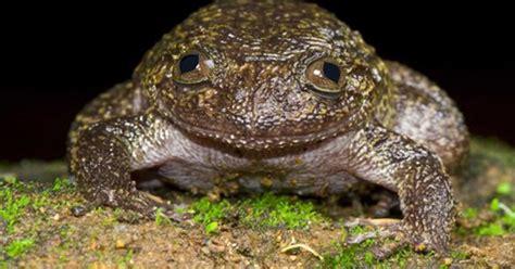 Scientists Discover 12 New Frog Species In India