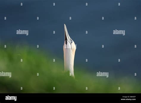 Gannet Morus Bassanus Sula Bassana Stock Photo Alamy