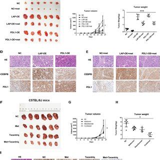 Metformin Could Inhibit The Tumor Growth In Vivo A B C The Tumor