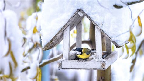 Comment Nourrir Les Oiseaux En Hiver