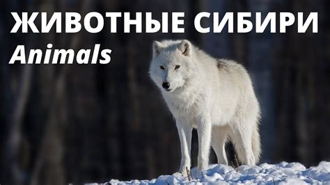 Тест Животные Сибири. Тест про животных. Викторина с вопросами и ...
