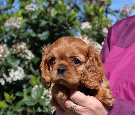 Chiot Elevage Du Domaine Des Sylves Eleveur De Chiens Cavalier King