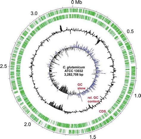 Circular Representation Of The C Glutamicum Atcc 13032 Chromosome The