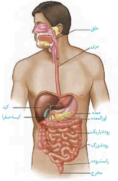 گوارش و جذب مواد؛ ساختار و عملکرد لوله گوارش؛ زیست‌شناسی آینده نگاران مغز