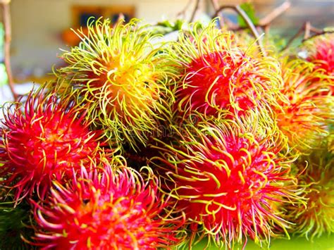 Rambutan Seasonal Fruit The Fruit Is A Red Bunch Sweet And Delicious