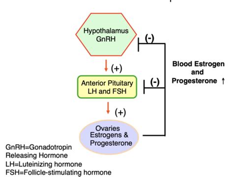 Pharmacology Of Reproduction Flashcards Quizlet