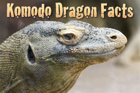 Komodo Dragon Facts, Pictures, In-depth Information & Video: Learn ...