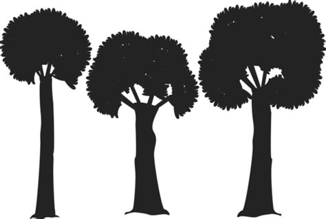 Three Silhouette Trees Vector Design Trees Silhouette Tree Isolate