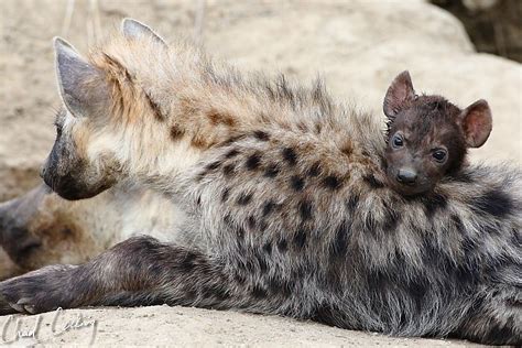 .: 18th November – New Hyena Cubs!