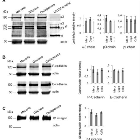 Western Blot Analysis Of Levels Of Laminin And Adhesion Proteins In