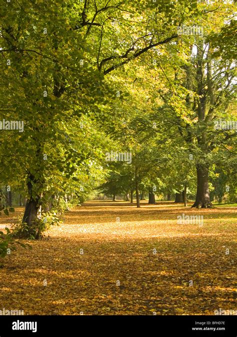 Autumn at Highfields Park in Nottingham, Nottinghamshire England UK ...