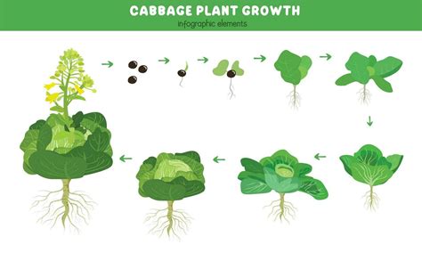 Cabbage plant growth stages. Green leaves plant. Cabbage life cycle. Growth cycle vector ...