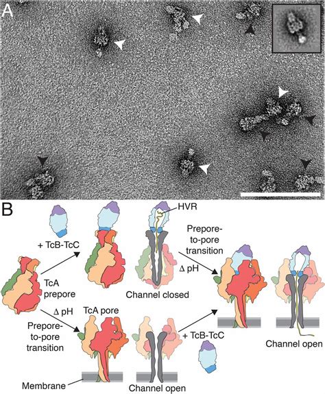 Structure Of A Tc Holotoxin Pore Provides Insights Into The