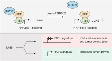 The Bromodomain Protein TRIM28 Controls The Balance Between Growth And