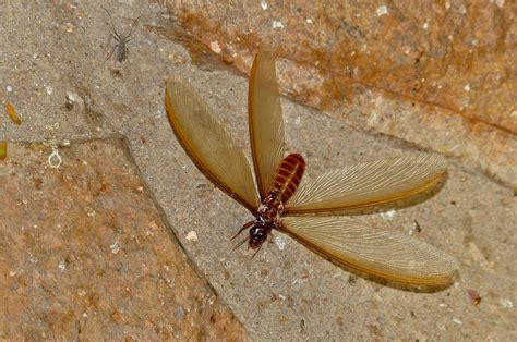winged termite alate macrotermes mossambicus flickr