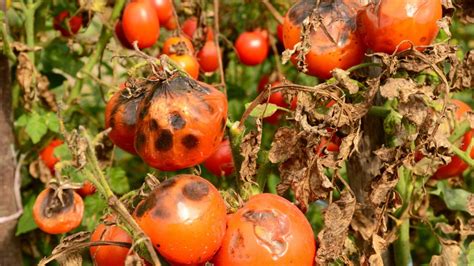 Mana Tomatelor Identificare Si Combatere Tratamente