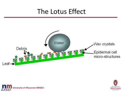 Ppt From Nature To Nanotech Powerpoint Presentation Free Download Id985198