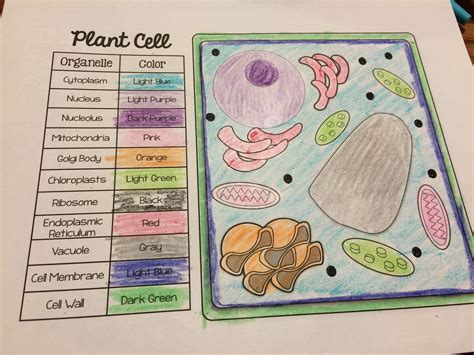 Animal And Plant Cell Grade 7 Module