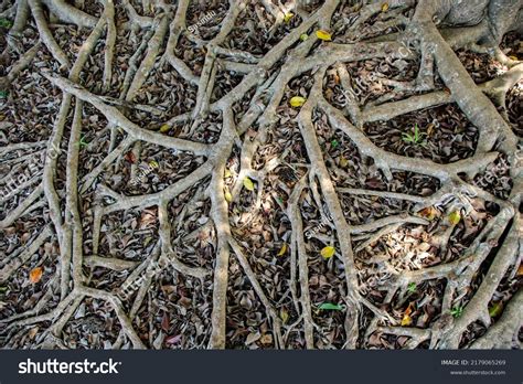 Beautiful Roots Pattern Nature Pattern Background Stock Photo 2179065269 | Shutterstock