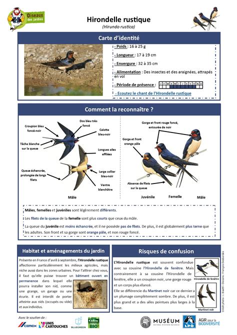 Toutes Les Fiches Espèces Oiseauxdesjardinsfr