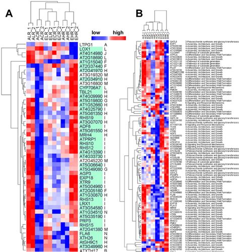 Hierarchical Clustering Differently Regulated Genes From The 208 Core Download Scientific