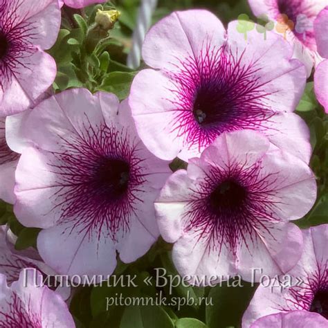 Петуния Капелла Пёпл Вейнс — описание, фото и характеристики сорта