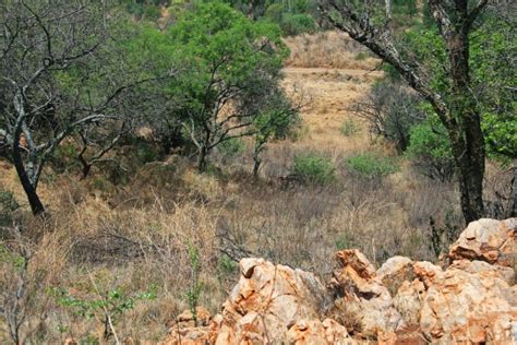 Scene With African Bush And Veld Free Stock Photo Public Domain Pictures