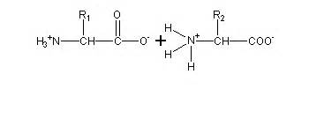 Peptide Bond - Peptides Guide