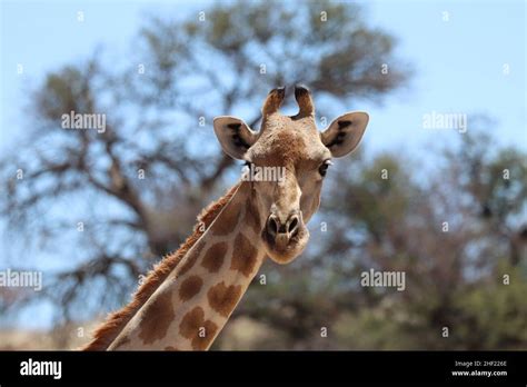 Kgalagadi Transfrontier Park Stock Photo - Alamy