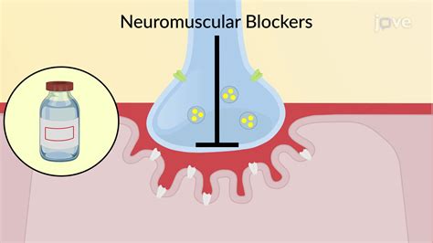 Neuromuscular Blocking Agents Mechanism Of Action