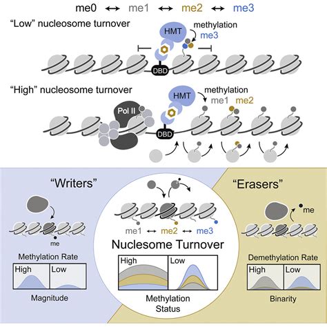 Nucleosome Turnover Regulates Histone Methylation Patterns Over The