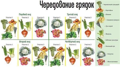 После чего сажать капусту на следующий год: лучшие предшественники ...