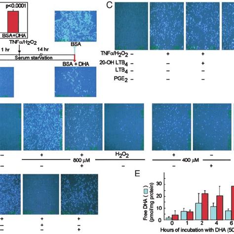 NPD1 Attenuates Oxidative Stress Induced Apoptosis A BSA DHA