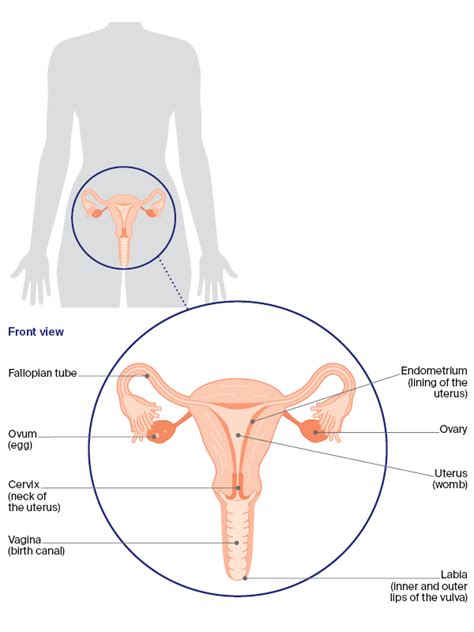 Human Reproductive System Diagram For Kids