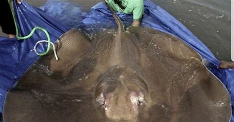 Giant Stingray Album On Imgur