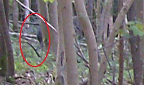 'Proof' of big cat sighting in UK countryside as couple share picture ...