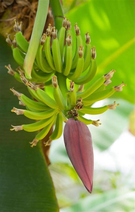 Banana Tree Flowering Stages 🌼🍌 Follow The Journey Of Growth